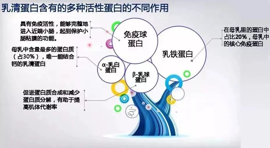 为什么建议宝宝吃乳铁蛋白？？？？乳铁蛋白不得不知的好处